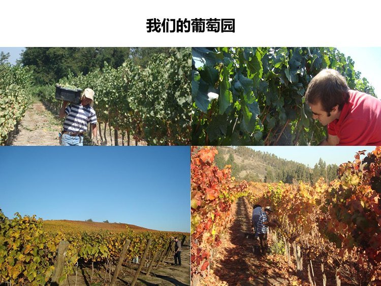 智利美洲虎家族精选特酿珍藏赤霞珠干红原瓶进口红酒_80d27676.jpg